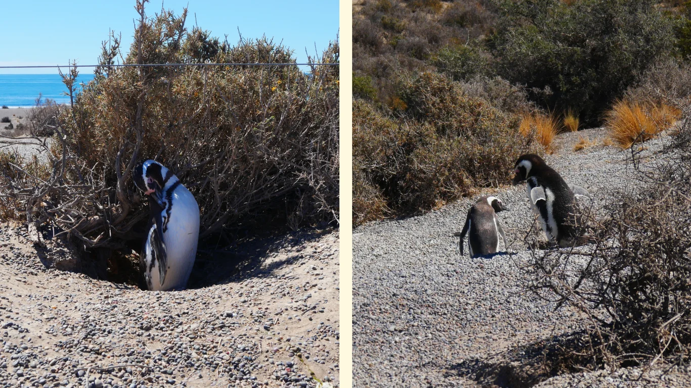 Dues imatges on es veuen els pingüins patagònics, de color blanc i negre.