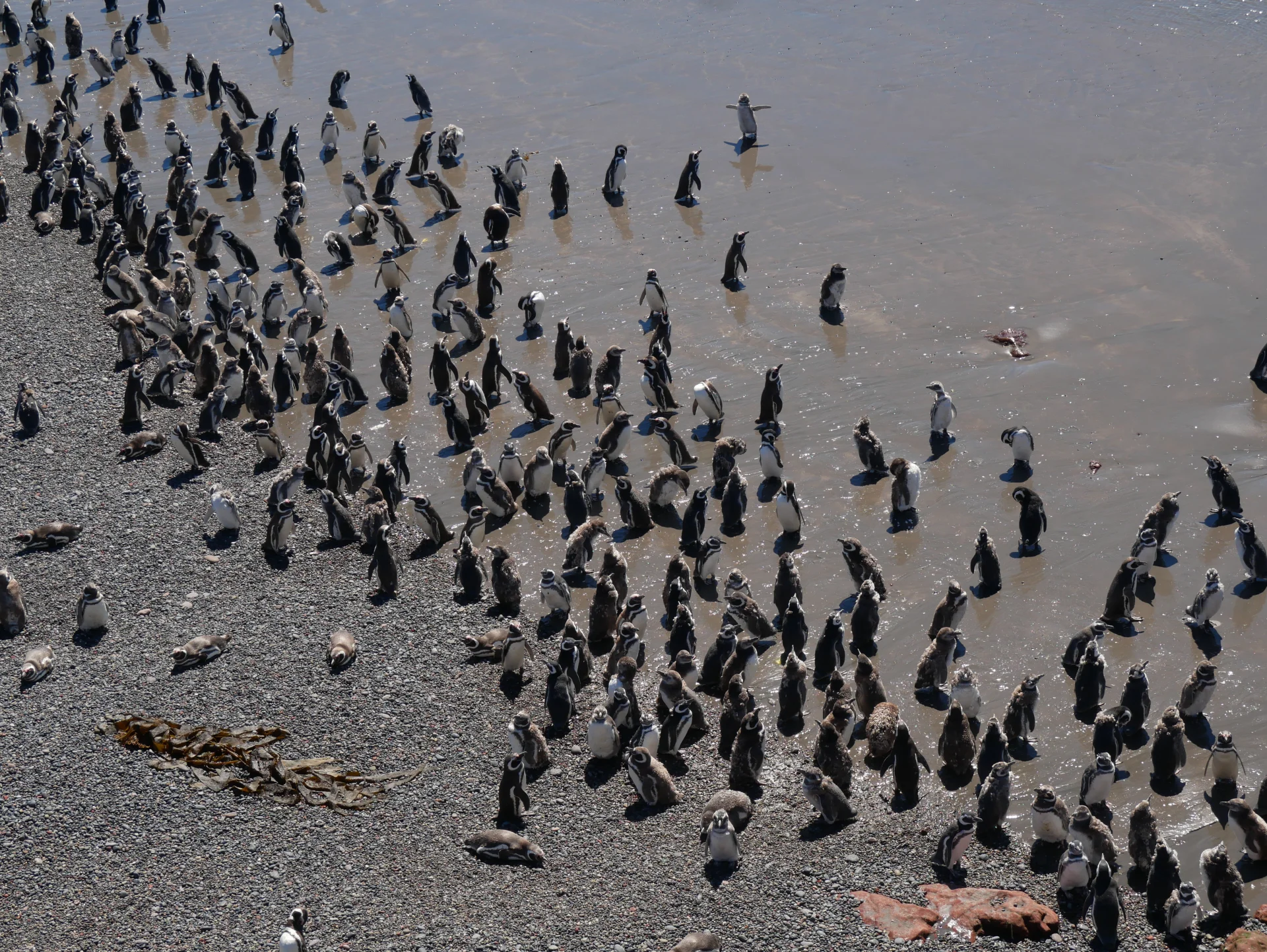 Vista des de dalt dels pingüins patagònics vora el mar, alguns es banyen, altres romanen a la riba.