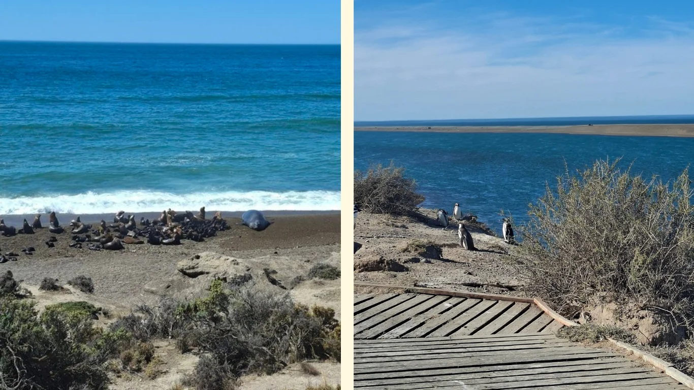 Dues imatges, a la primera es veu la platja amb llops marins i un elefant marí. A la segona, pingüins patagònics novament.
