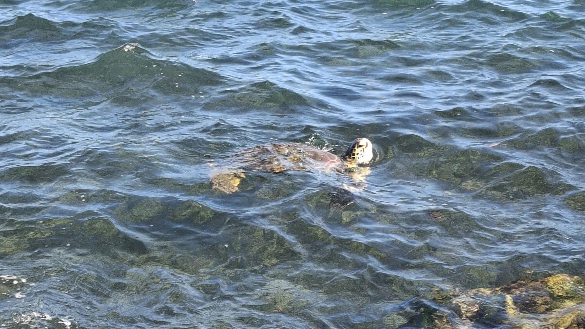 Una tortuga marina nedant a la superfície de l'aigua cristal·lina i una mica moguda del mar, traient el cap prop d'uns fons rocós a la platja de Pea.
