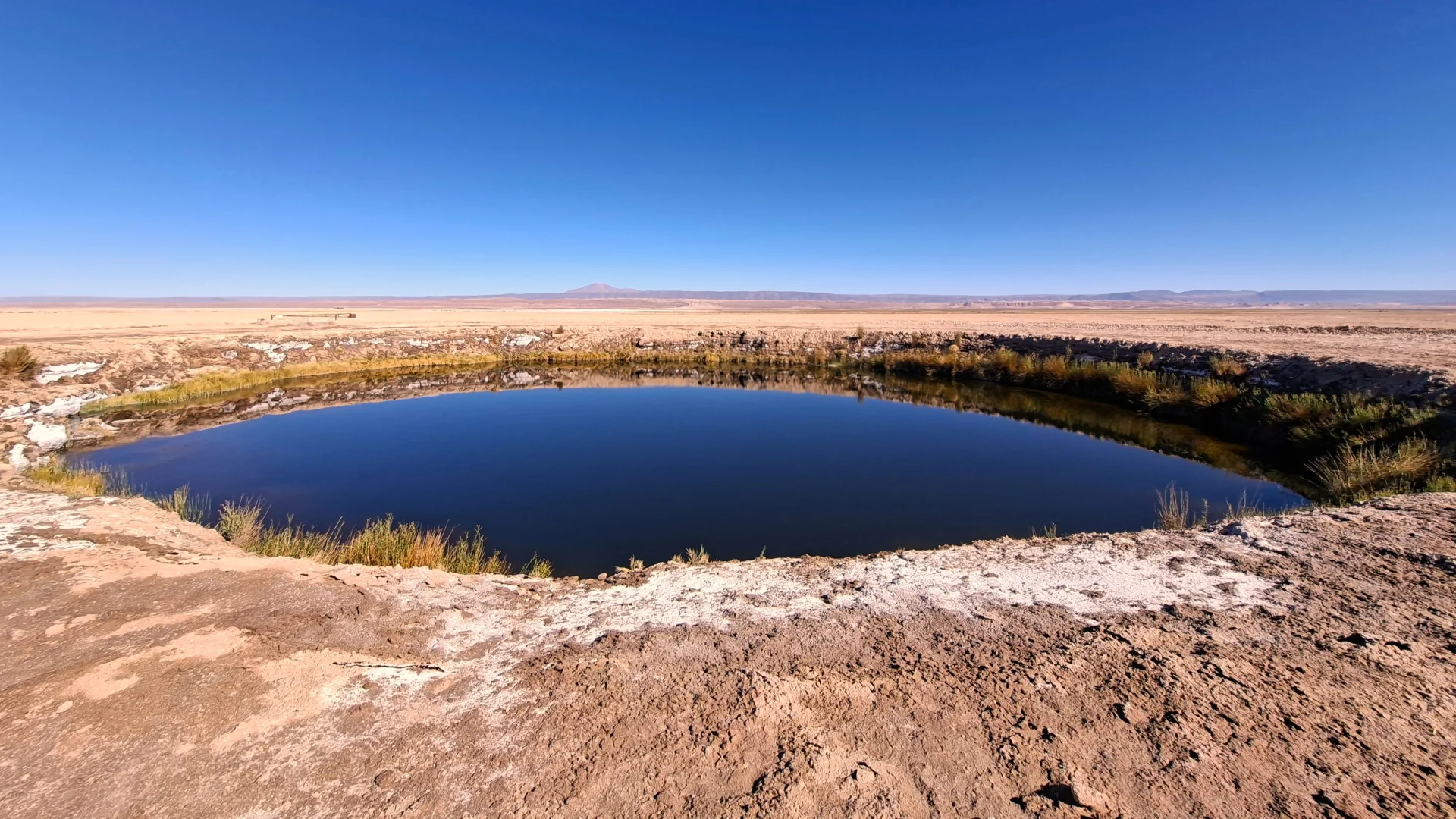 Vista d'un dels Ojos del Salar al desert d'Atacama, un gran pou d'aigua de forma perfectament circular i color blau intens que actua com un mirall. La llacuna està envoltada per un terreny àrid i salí amb petites herbes a la vora, sota un cel completament clar i blau.