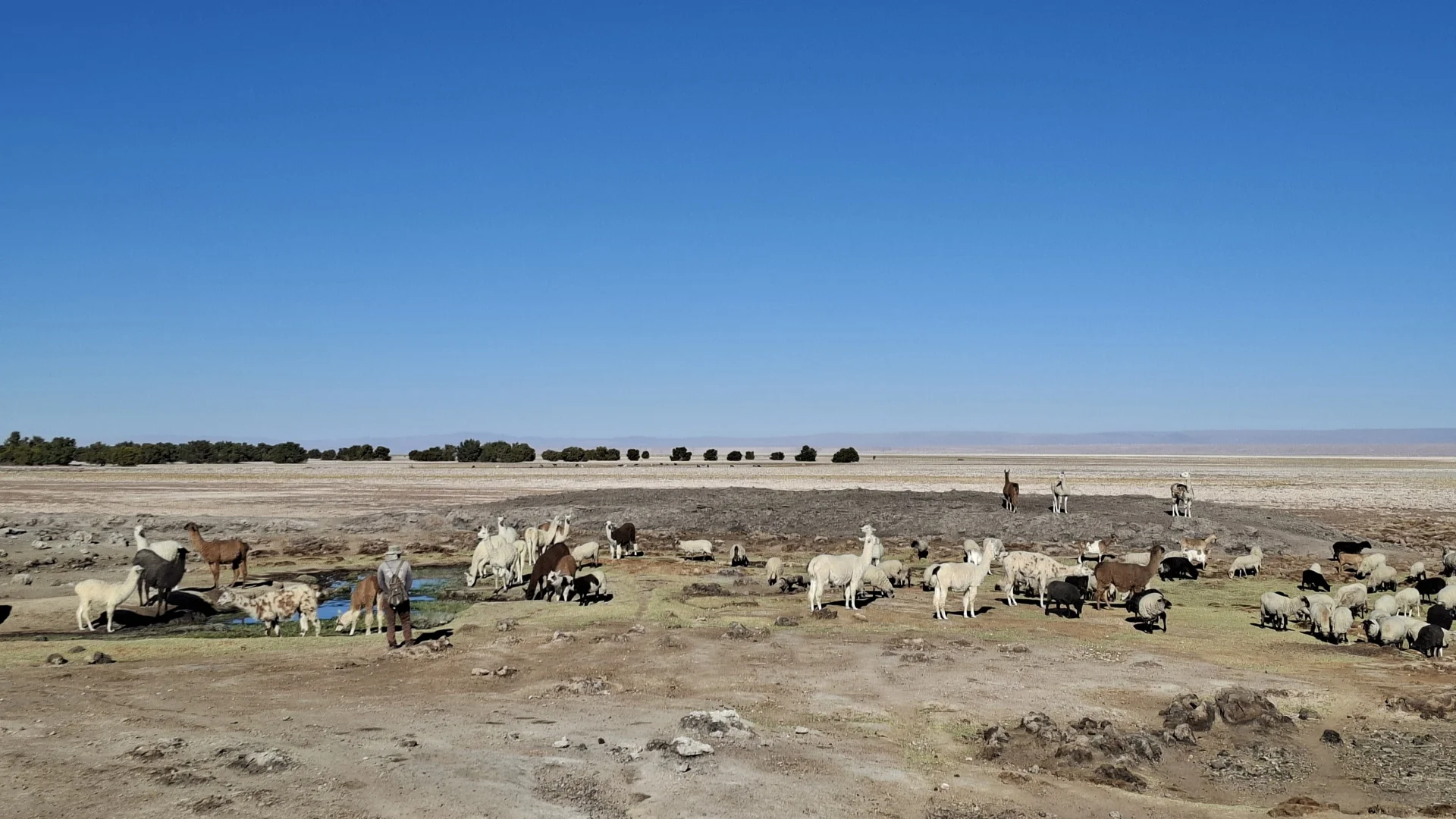 Imatge d'un paisatge desèrtic altiplànic sota un cel blau intens, on es veu un pastor d'esquena caminant a prop d'un ramat nombrós de llames i ovelles que pasturen al voltant d'un petit oasi d'aigua. Al fons, hi ha l'horitzó pla amb arbustos i muntanyes llunyanes sota un cel clar.