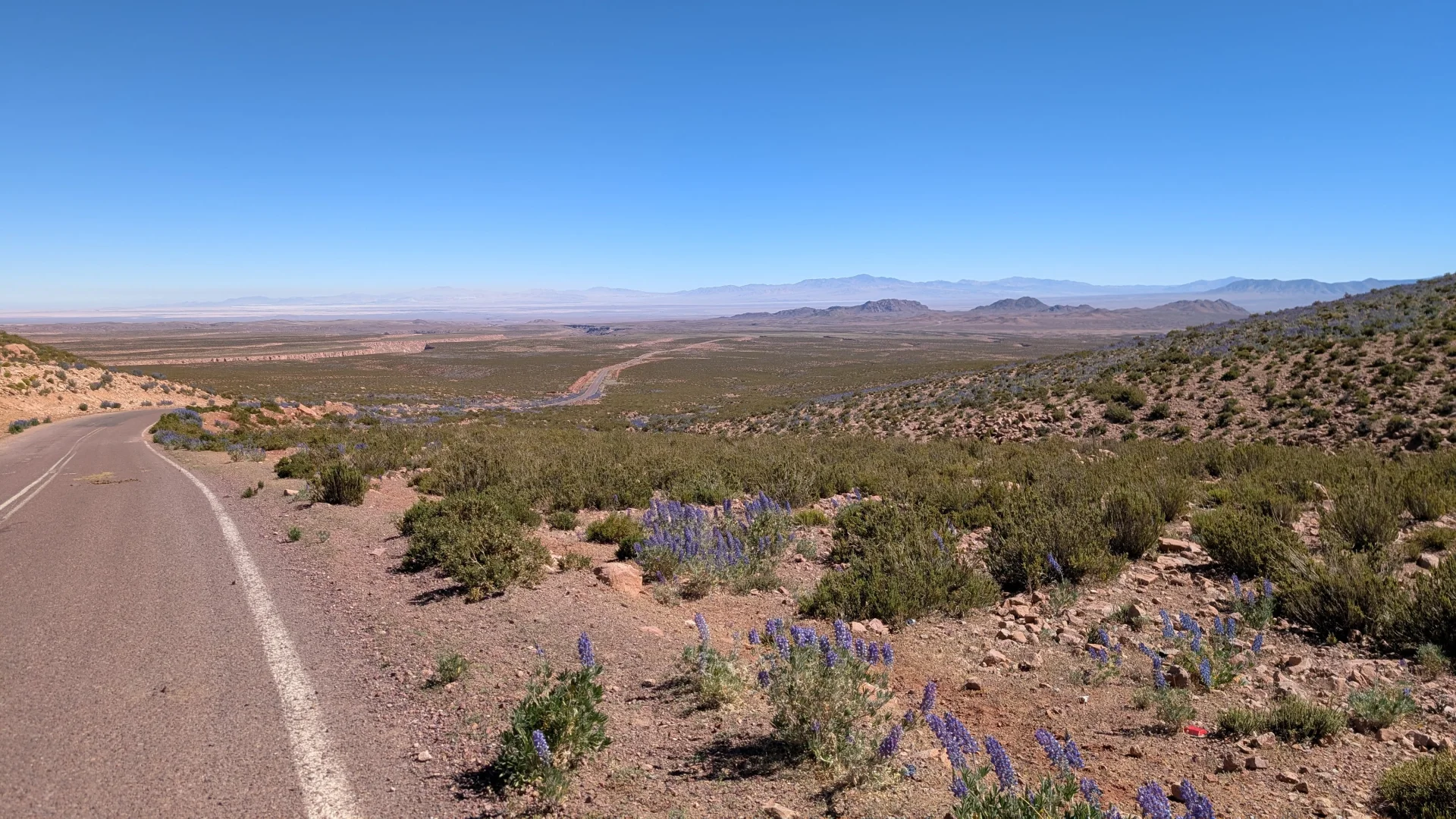 Vista d'una carretera que davalla cap a una immensa vall desèrtica de l'altiplà en direcció a Calama. En primer pla, els marges de la ruta estan plens de petits arbustos verds i taques de flors liles silvestres en flor, mentre que al fons s'estén un paisatge vast i àrid amb cadenes de muntanyes llunyanes sota un cel completament blau i clar.