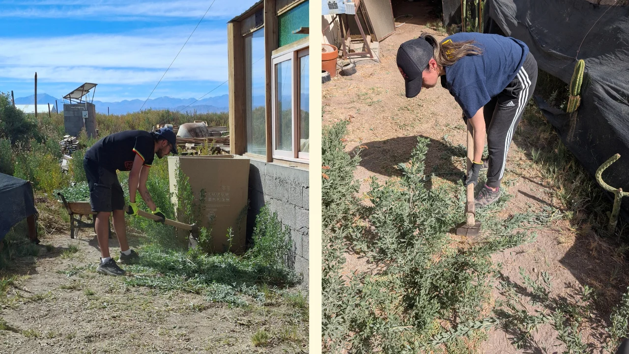 La imatge consta de dues fotografies, en cada una d'elles, apareix una persona treballant la terra per eliminar les males herbes.