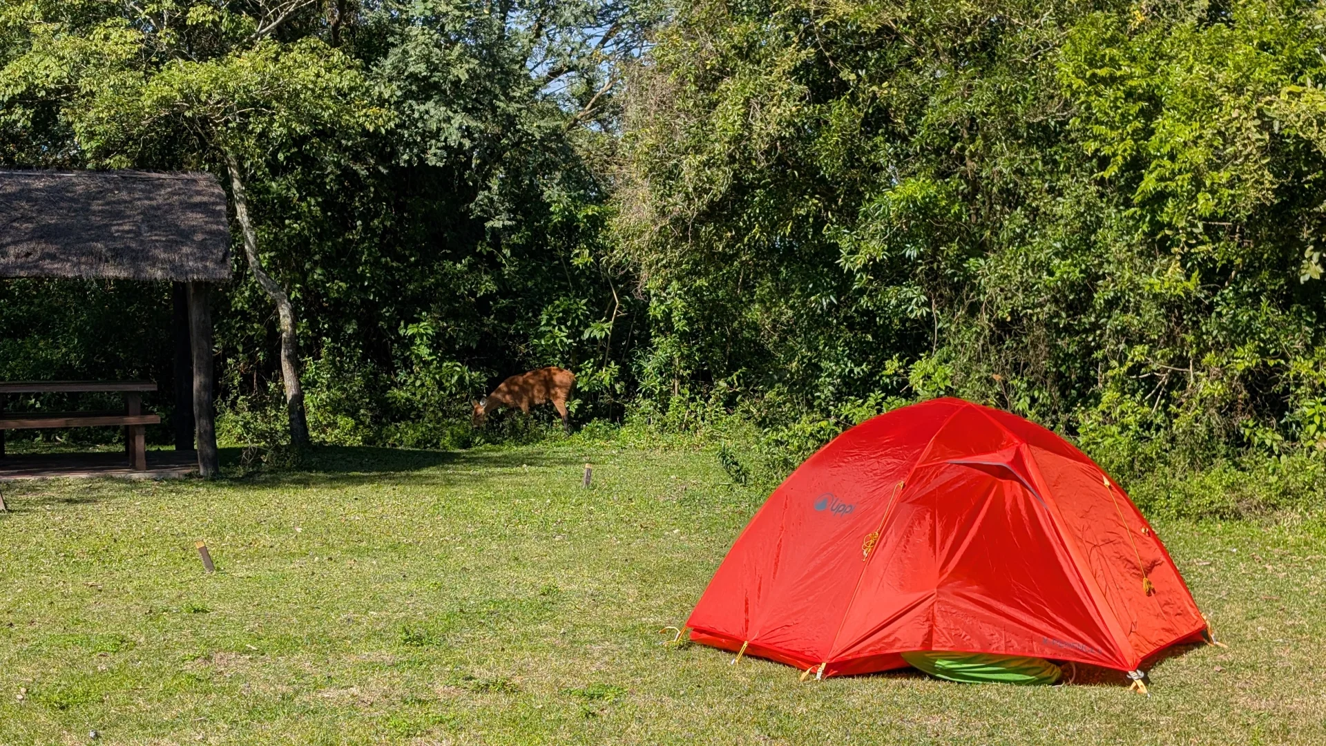 Una tenda de campanya de color vermell brillant sobre la gespa d'una àrea d'acampada a Esteros del Iberá, amb un cérvol pasturant tranquil·lament al fons, prop d'un porxo amb teulada de palla.