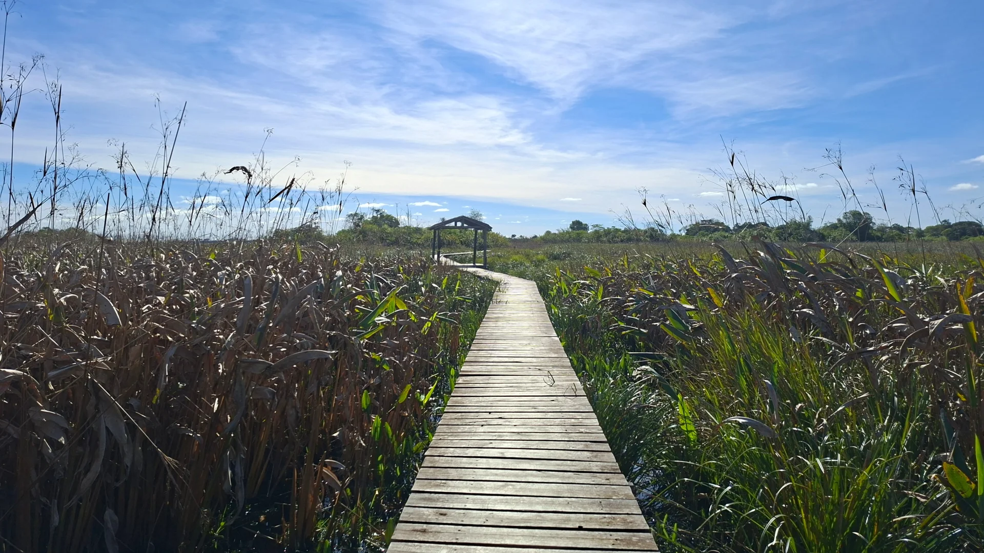 Una llarga passarel·la de fusta que s'endinsa en línia recta a través d'una zona d'aiguamolls envoltada de vegetació alta de canyes i herba, sota un cel blau clar amb núvols tous.