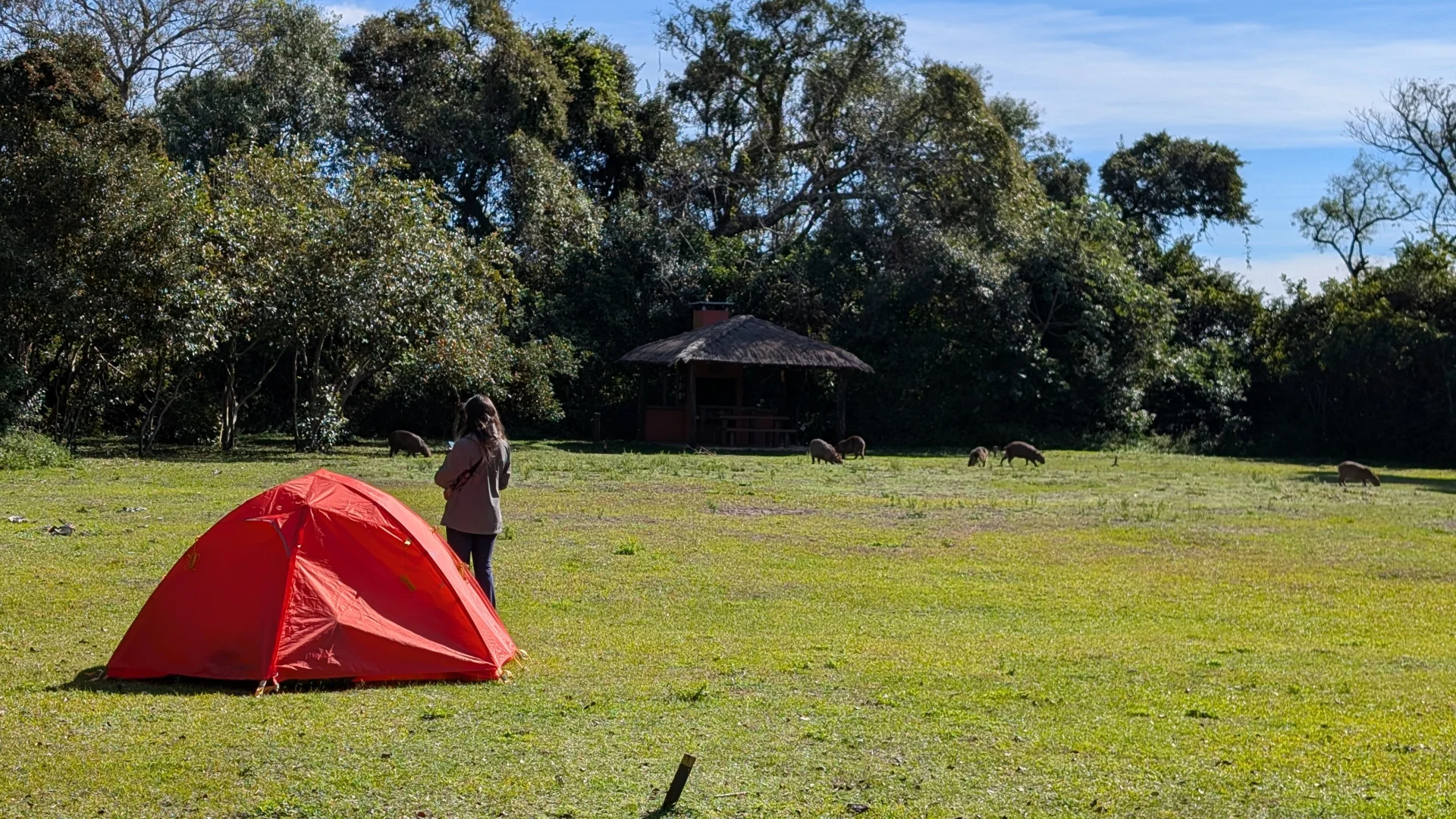 Una persona d'esquena observant des de lluny un grup de capibares que pasturen en un gran prat verd a Esteros del Iberá, amb una tenda de campanya vermella en primer pla i un