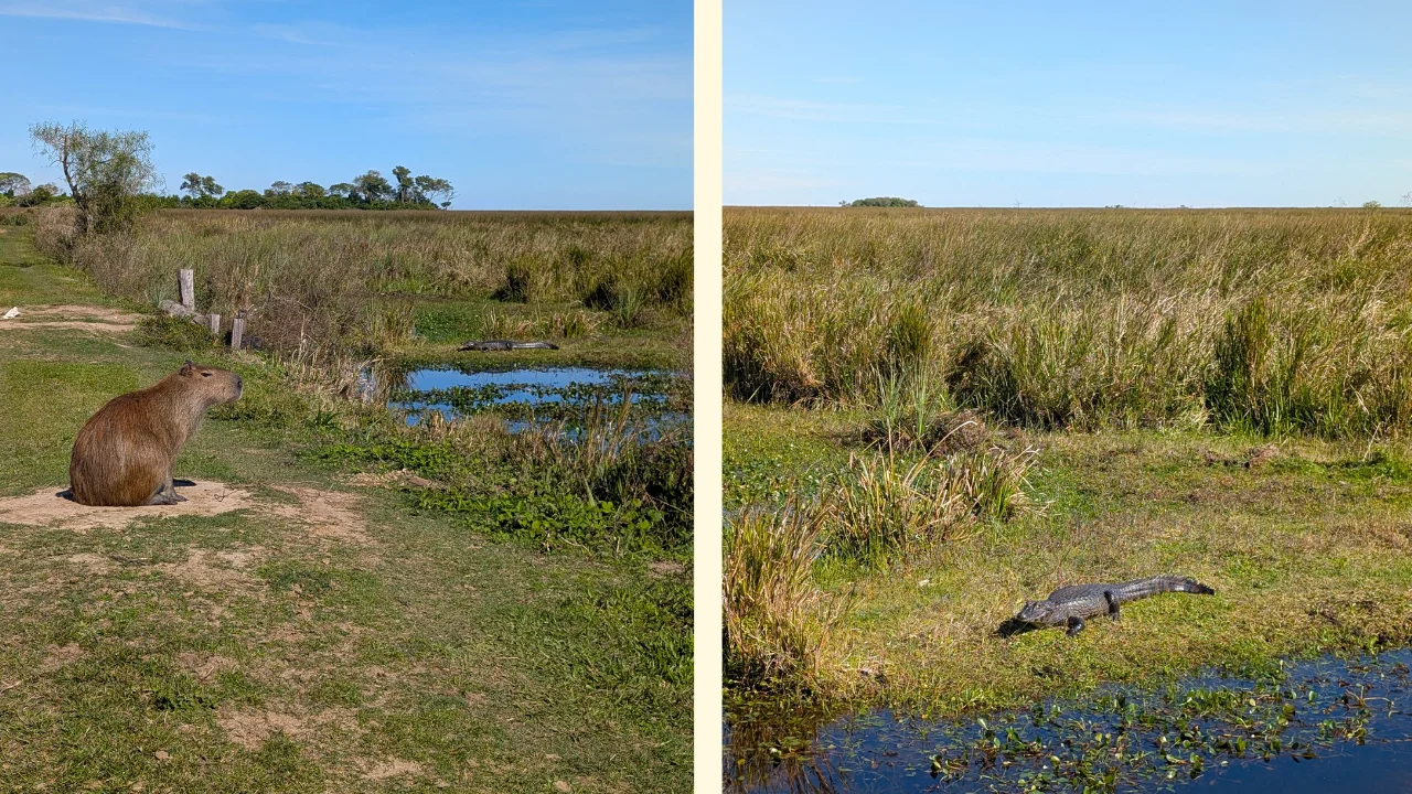 Una composició de dues imatges: a l'esquerra, un capibara assegut de perfil a la vora d'una bassa d'aigua; a la dreta, un caiman jacaré reposant a la gespa humida a la vora dels aiguamolls.