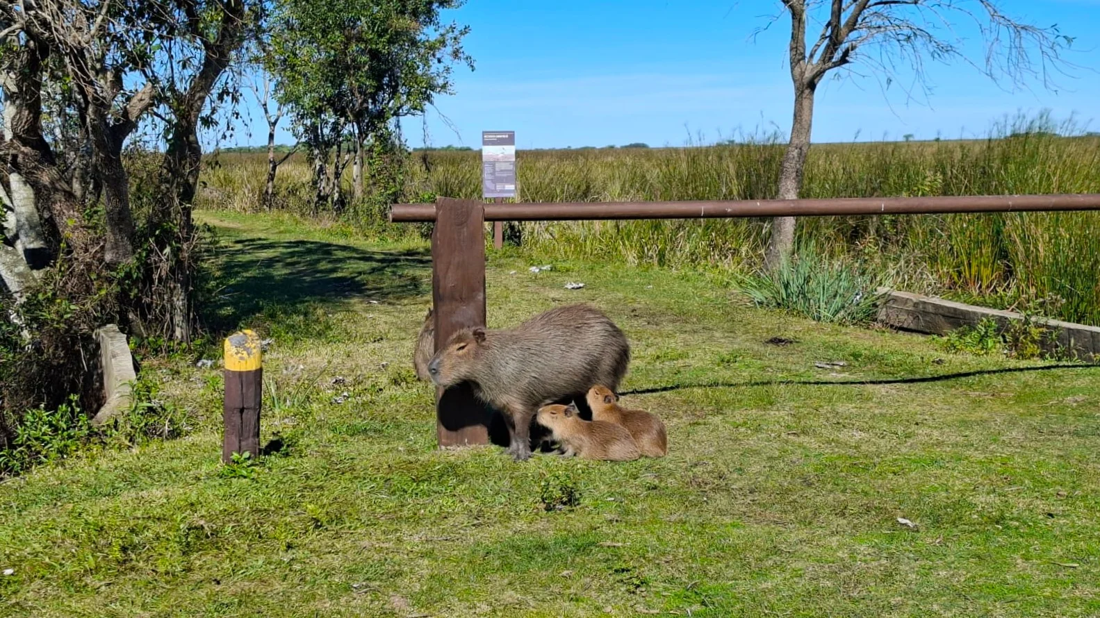 Un primer pla d'un capibara adult acompanyat de dos bebès capibara diminuts sobre la gespa, situats al costat d'una tanca de fusta sota un cel clar.