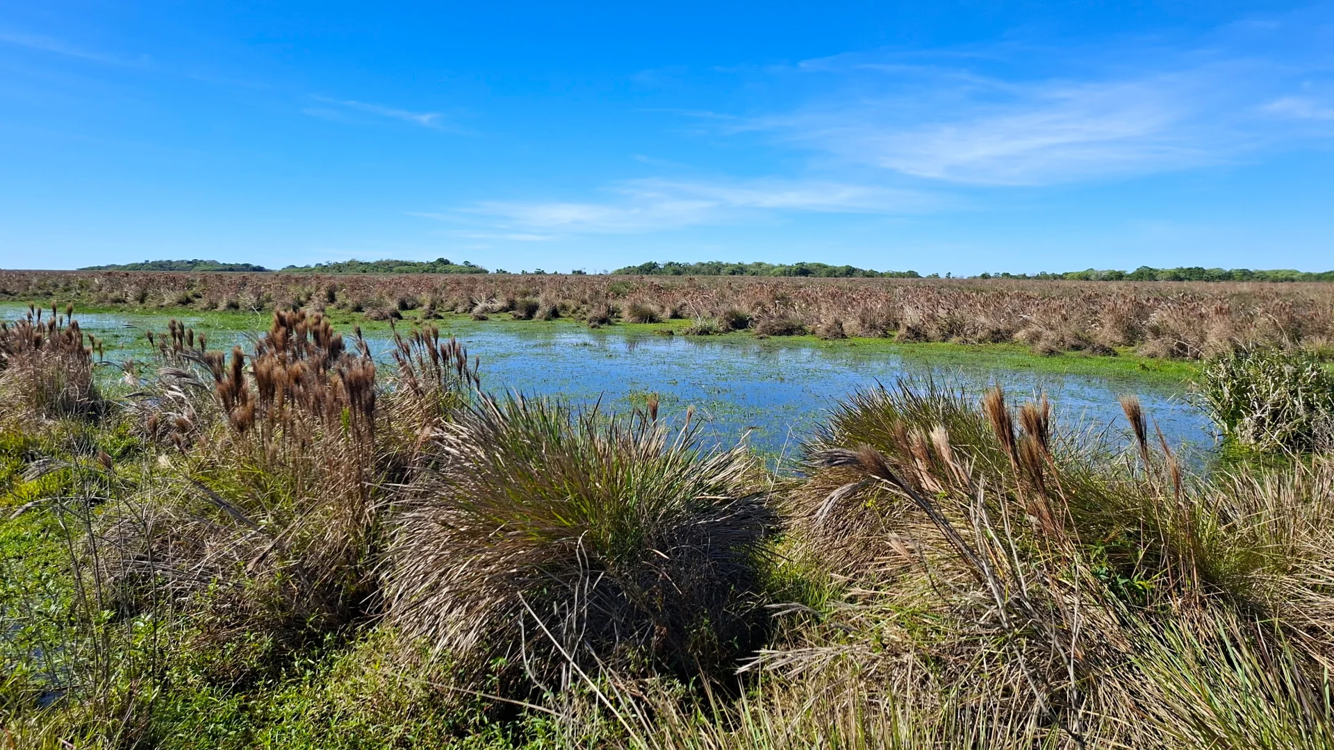 Una vista panoràmica dels aiguamolls d'Esteros del Iberá, que mostra zones d'aigua tranquil·la combinades amb illots de vegetació aquàtica i herbassars sota un cel blau intens.