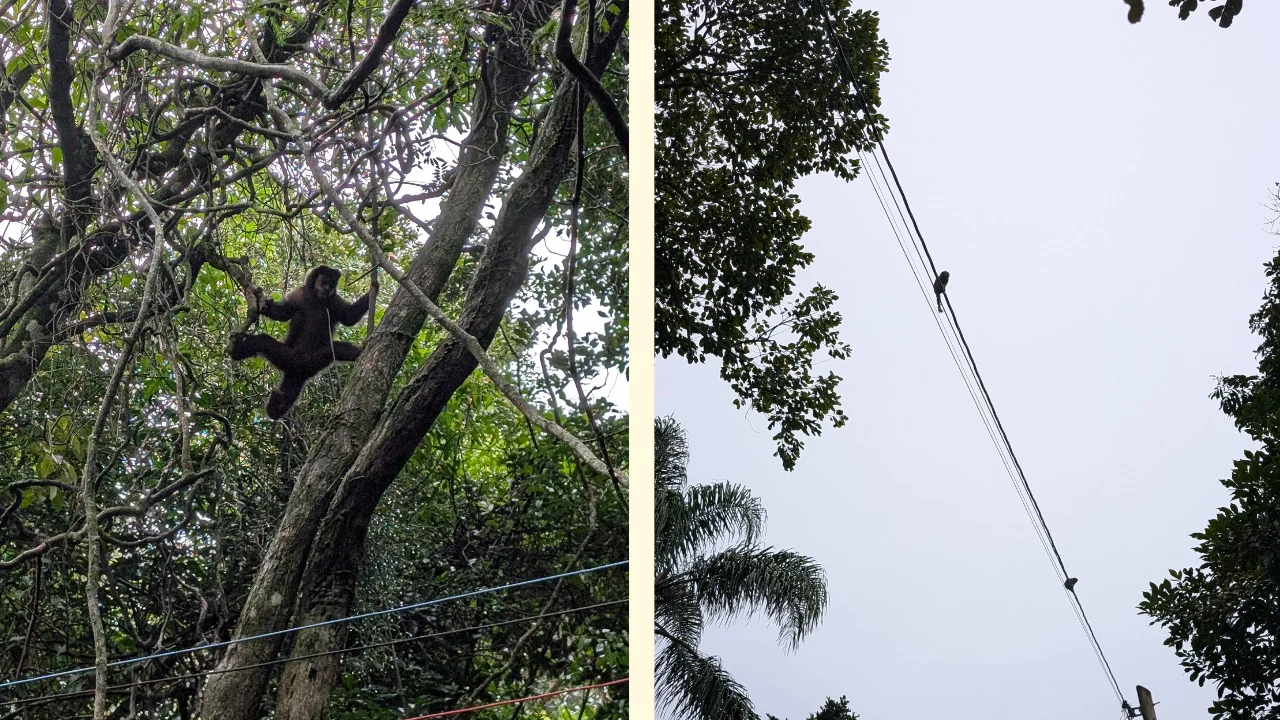 Una composició fotogràfica composta per dues imatges que mostren la fauna de la Costa da Lagoa: a l'esquerra, un mico fosc agafat a les branques d'un arbre enmig de la densa selva tropical, i a la dreta, la petita silueta d'un mico saguí que camina al llarg d'un cable elèctric.