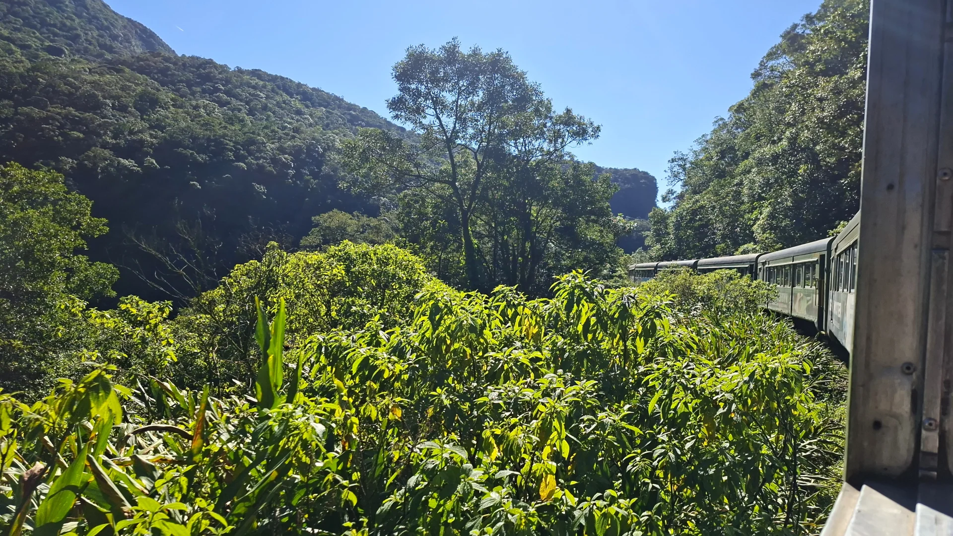 Vista des de la finestra d'un vagó de tren que serpenteja a través d'una frondosa vegetació tropical per la línia de la Serra do Mar, amb el lateral del comboi visible a la dreta sota un cel blau clar.