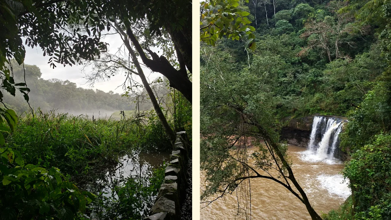 Composició de dues imatges de la natura a Foz: a l'esquerra, un sender humit amb un muret de pedra al costat de l'aigua enmig de la selva; a la dreta, una cascada que desemboca en un riu marró envoltat d'arbres i vegetació espessa.