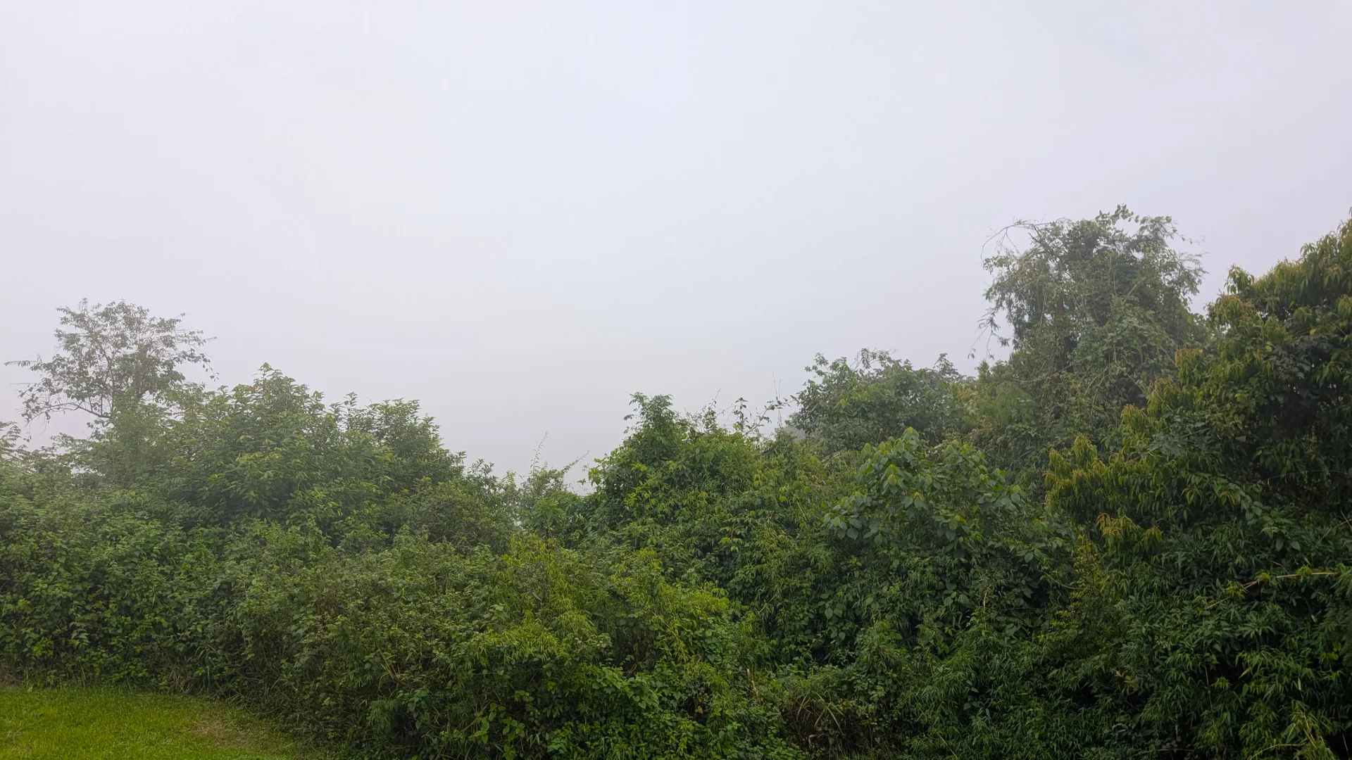 Vista de la copa dels arbres de la selva tropical sota un cel completament emboirat i gris, reflectint la densa grisor de la boira que ho cobreix tot.