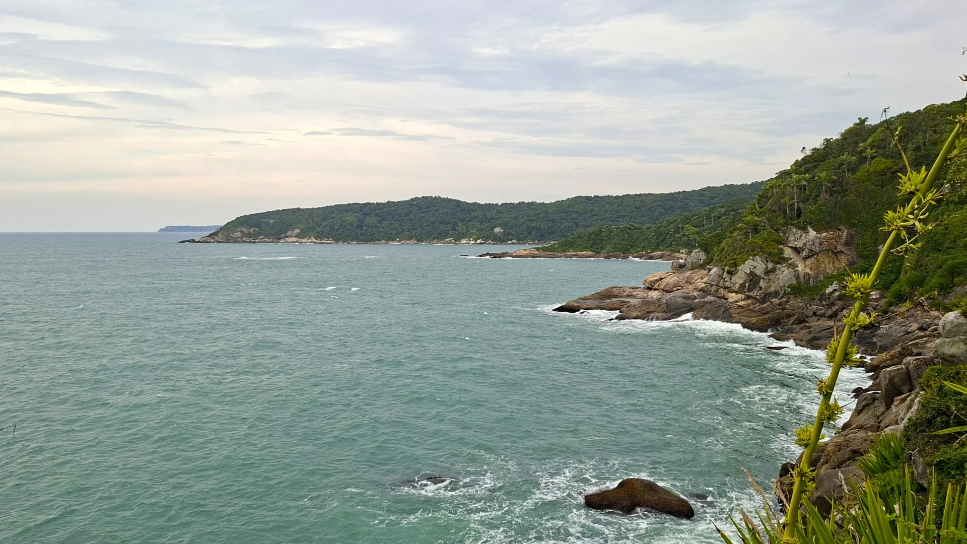 Una vista panoràmica de la costa, on l'oceà de color turquesa es troba amb penya-segats rocosos i turons densament coberts de vegetació tropical, incloses plantes semblants a l'atzavara en primer pla.