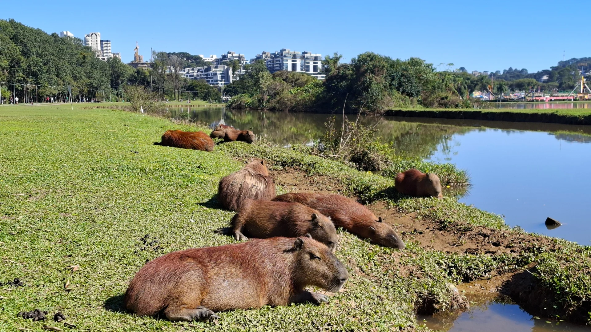 Una vista propera de la vora d'un llac amb un grup de capibares descansant i prenent el sol a la gespa verda i fresca, amb la vegetació del parc i els edificis de la ciutat al fons.