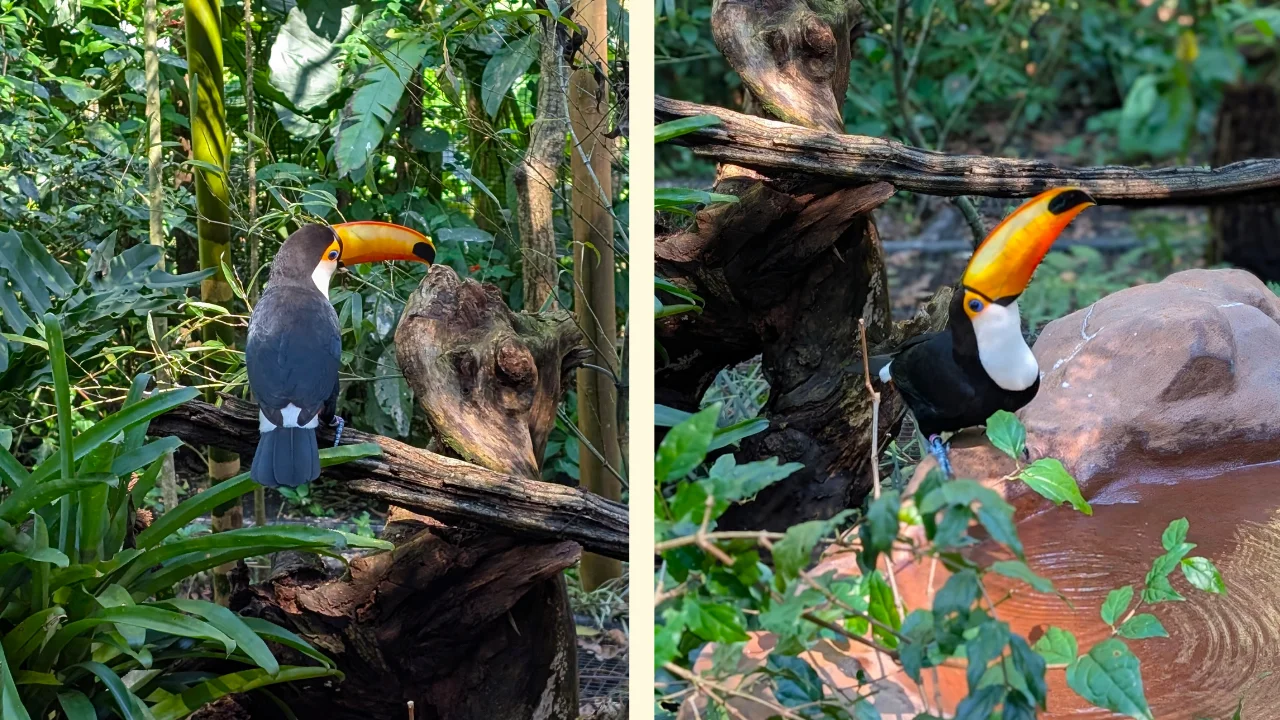 Composició de dues fotografies capturades al Parque das Aves. Totes dues mostren un tucà de bec taronja vibrant a la selva tropical. A l'esquerra, el tucà està d'esquena dalt d'una branca. A la dreta, el tucà està de front, dalt de la mateixa branca, mirant cap a la dreta, amb el seu bec cridaner com a protagonista, enmig d'un fons verd i frondós.