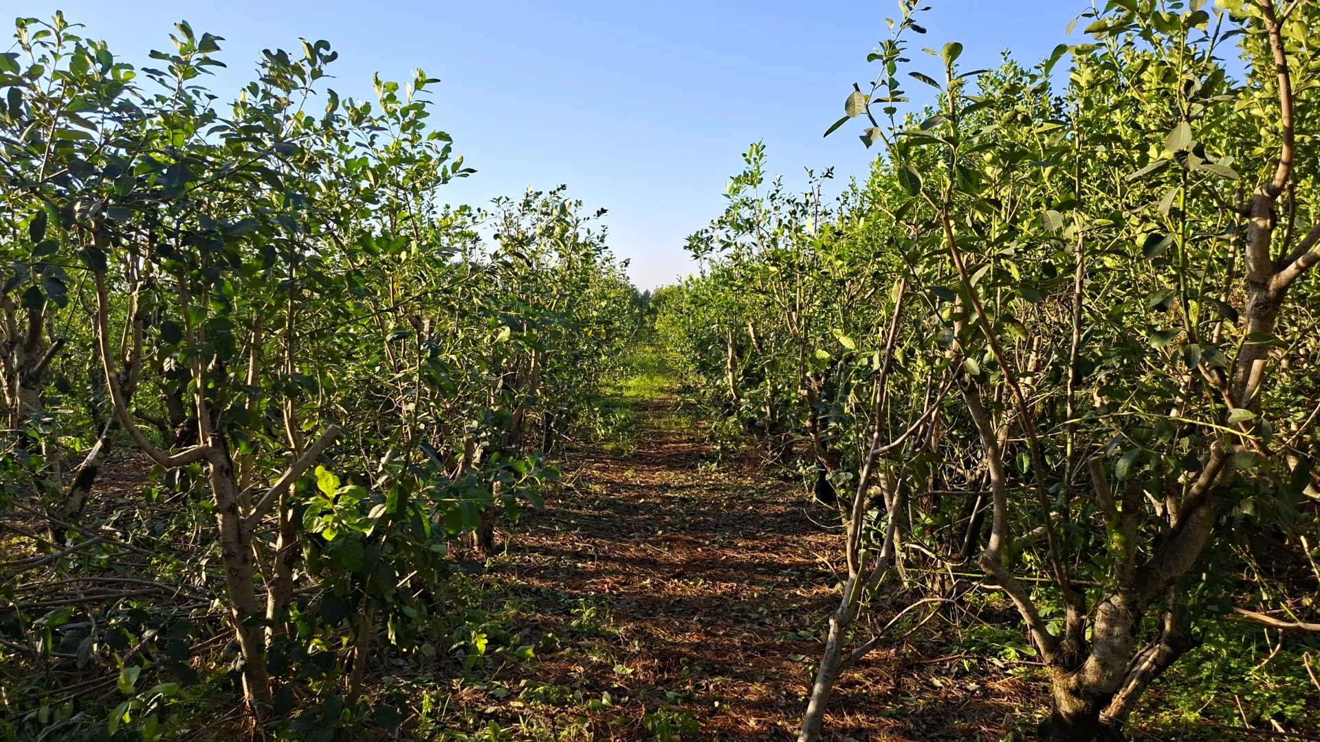 Una vista en primer pla d'una plantació de mate a Bella Vista, que mostra diverses fileres de plantes de mate amb fulles verdes i frondoses sota un cel blau clar, amb un camí estret i un bosc a la part posterior, il·luminats per la llum del sol.