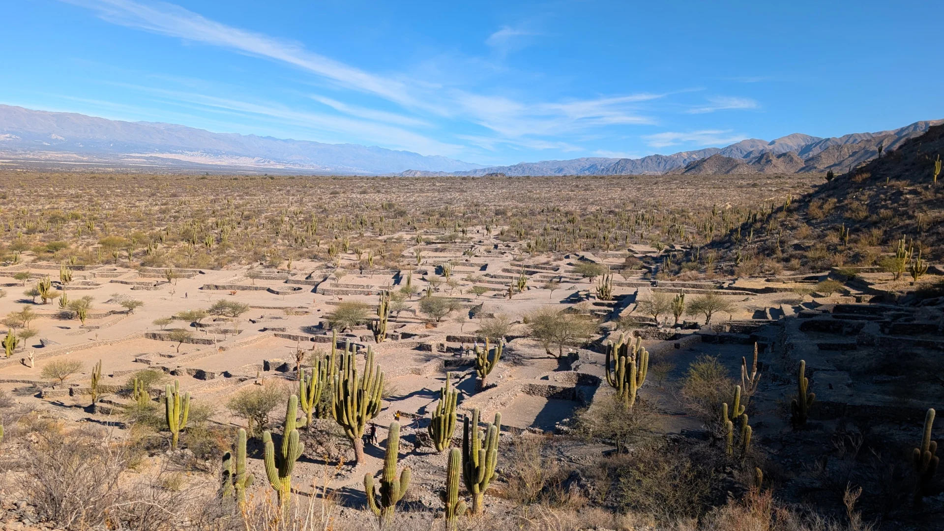 Vista panoràmica elevada de les Ruïnes de Quilmes des d'un dels pukaràs, que mostra l'extensa plana de l'antic assentament indígena coberta per centenars de cactus cardons gegants i les estructures de pedra dels murs i recintes arqueològics, amb una gran cadena muntanyosa a l'horitzó sota un cel blau.