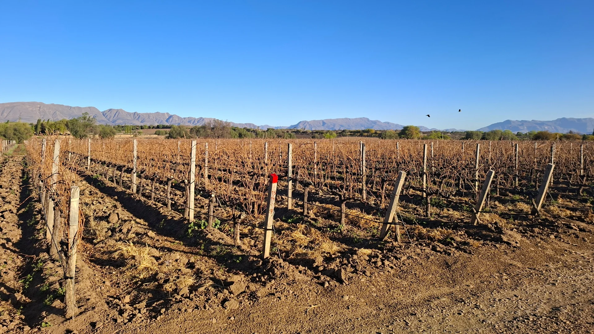 Vista panoràmica de les vinyes d'hivern de la Bodega Aranjuez a Tarija, amb fileres de ceps podats lligats a estaques de fusta sobre la terra llaurada, amb arbres i una serralada de muntanyes blavoses retallant-se a l'horitzó sota un cel blau radiant.
