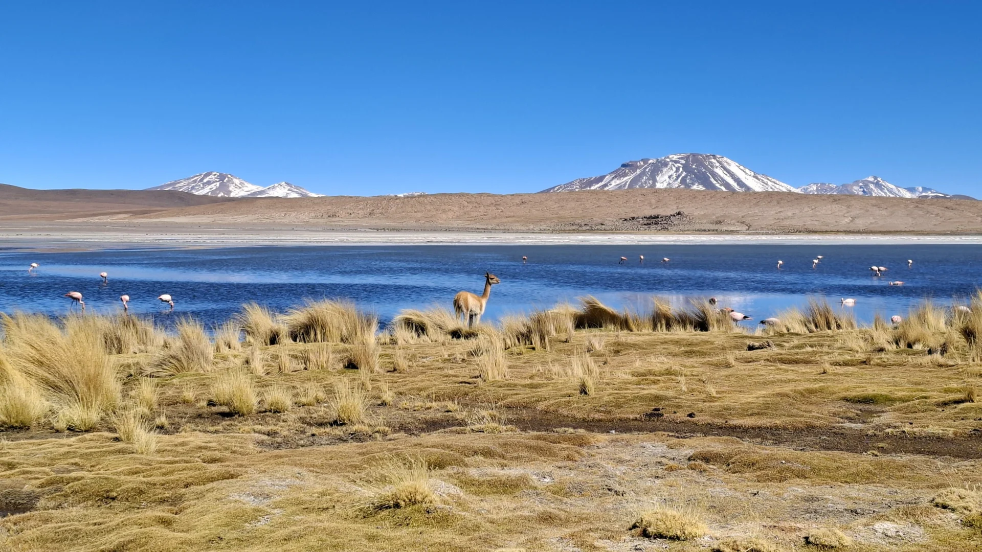 Una vicunya dreta entre mates de pastures daurades a la riba d'una llacuna altiplànica d'aigües blaves, amb flamencs dispersos a l'aigua i volcans amb cims nevats al fons sota un cel blau radiant.