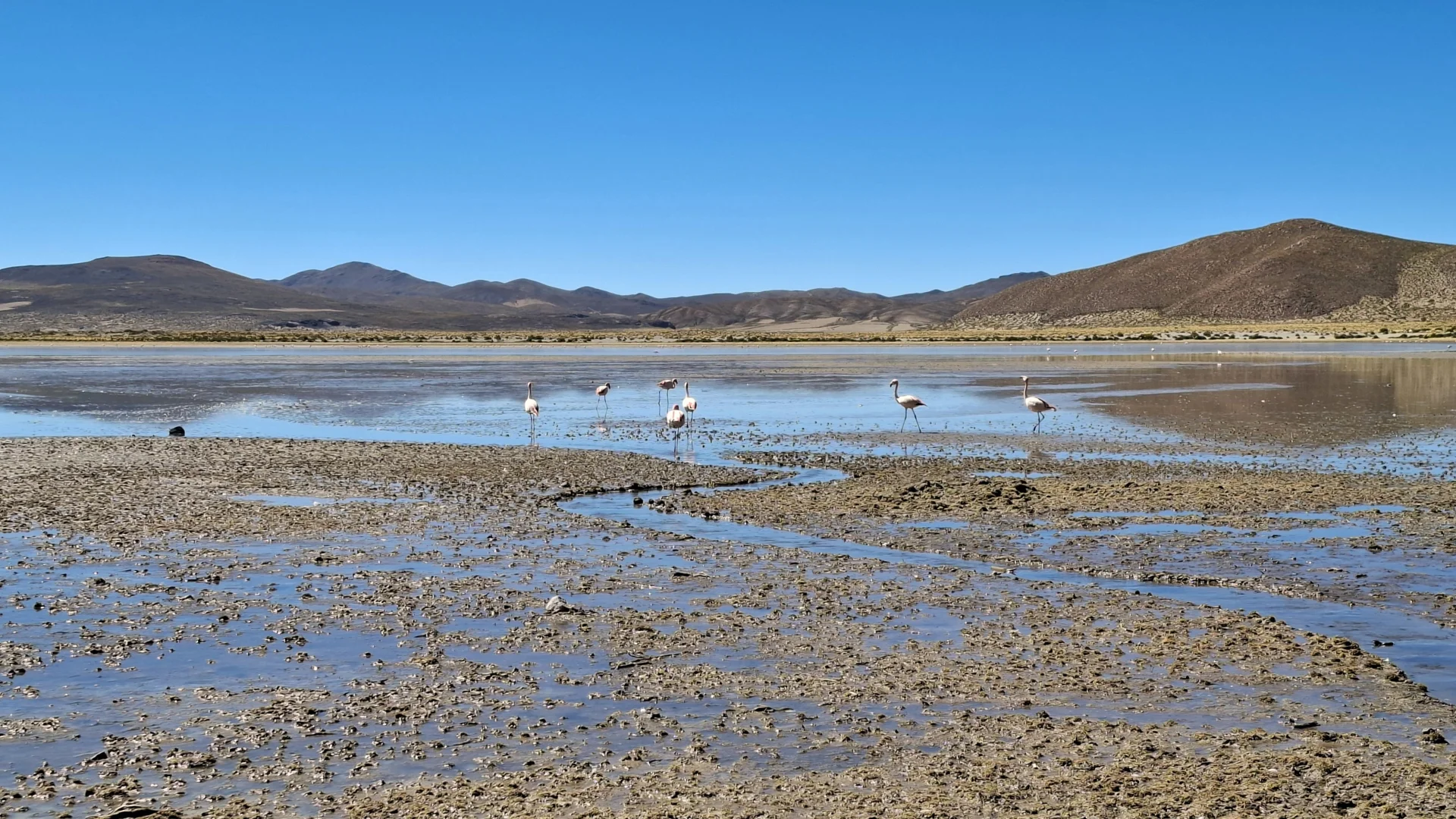 Vista de la Laguna Vinto a l'altiplà, amb una riba fangosa i humida en primer pla per on discorre un fil d'aigua cap a la llacuna, on s'observen diversos flamencs andins alimentant-se plàcidament davant de muntanyes àrides sota un cel net.