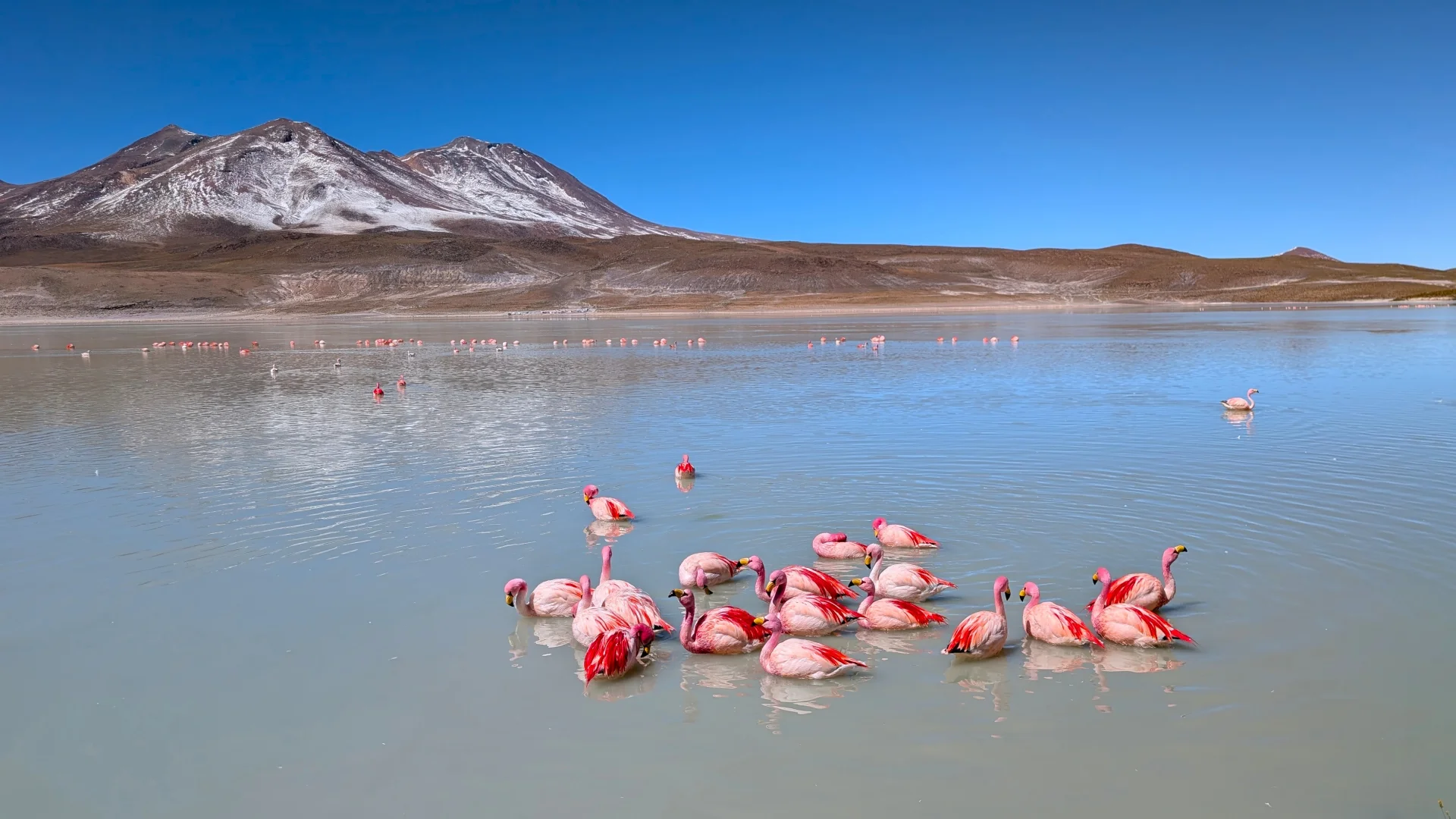Grup de flamencs andins de plomatge rosa viu i blanc nedant i alimentant-se a les aigües blavoses de la Laguna Hedionda, amb una majestuosa muntanya volcànica enfarinada de neu de fons sota un cel blau immaculat.